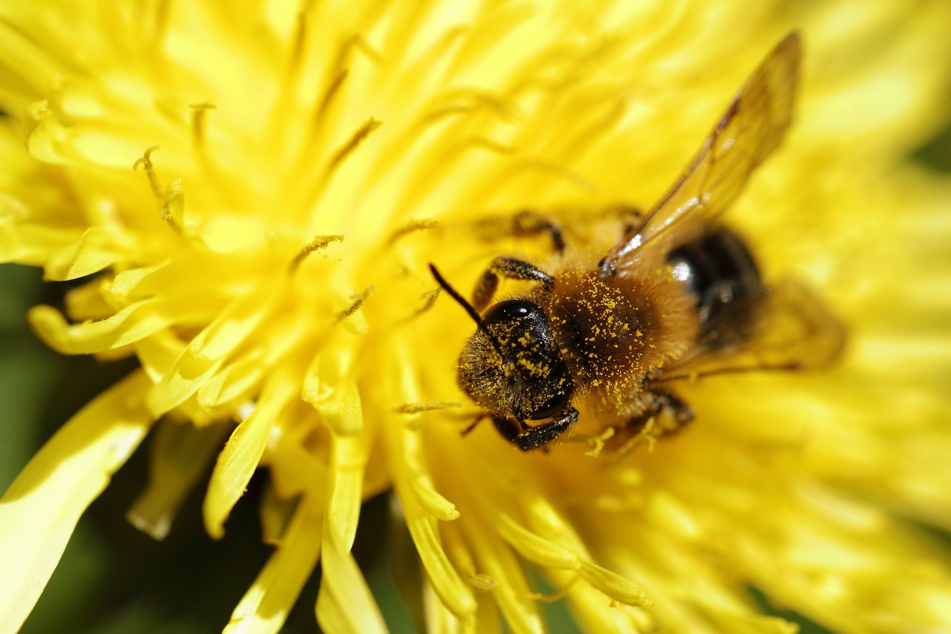 Resultado de imagen para abeja sudoripara